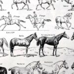 collection complète d’anatomie et races de chevaux, planche scientifique vintage de 1948