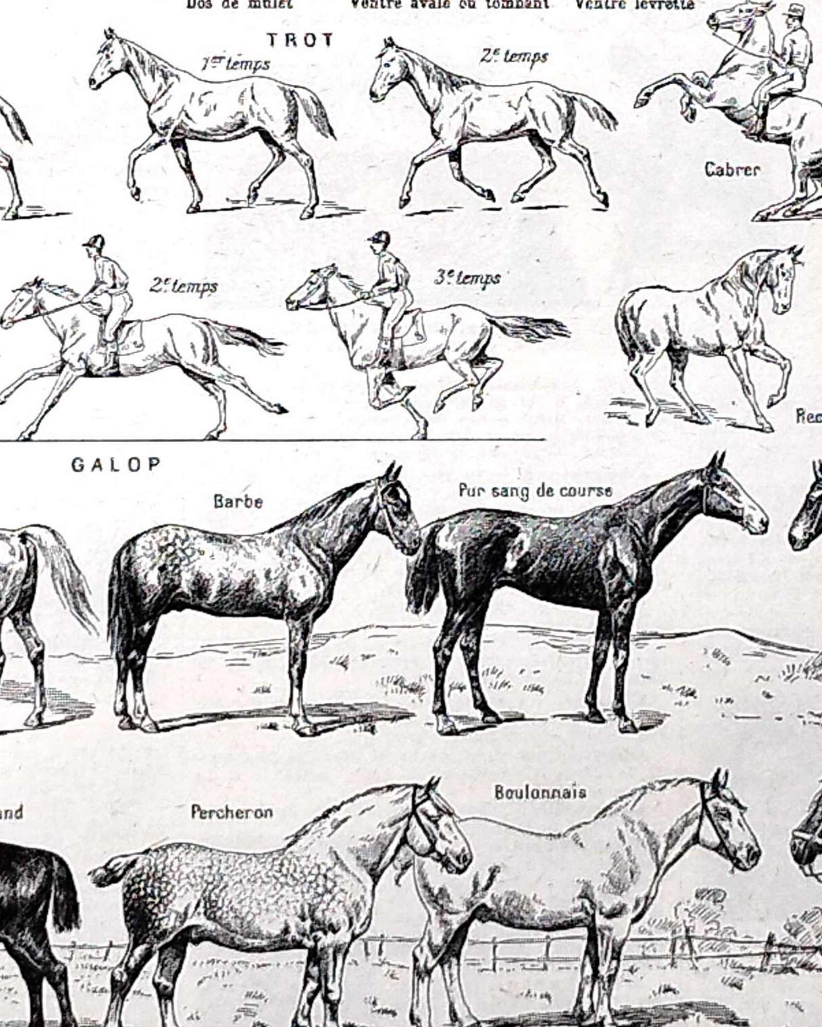 collection complète d’anatomie et races de chevaux, planche scientifique vintage de 1948
