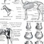 collection complète d’anatomie et races de chevaux, planche scientifique vintage de 1948