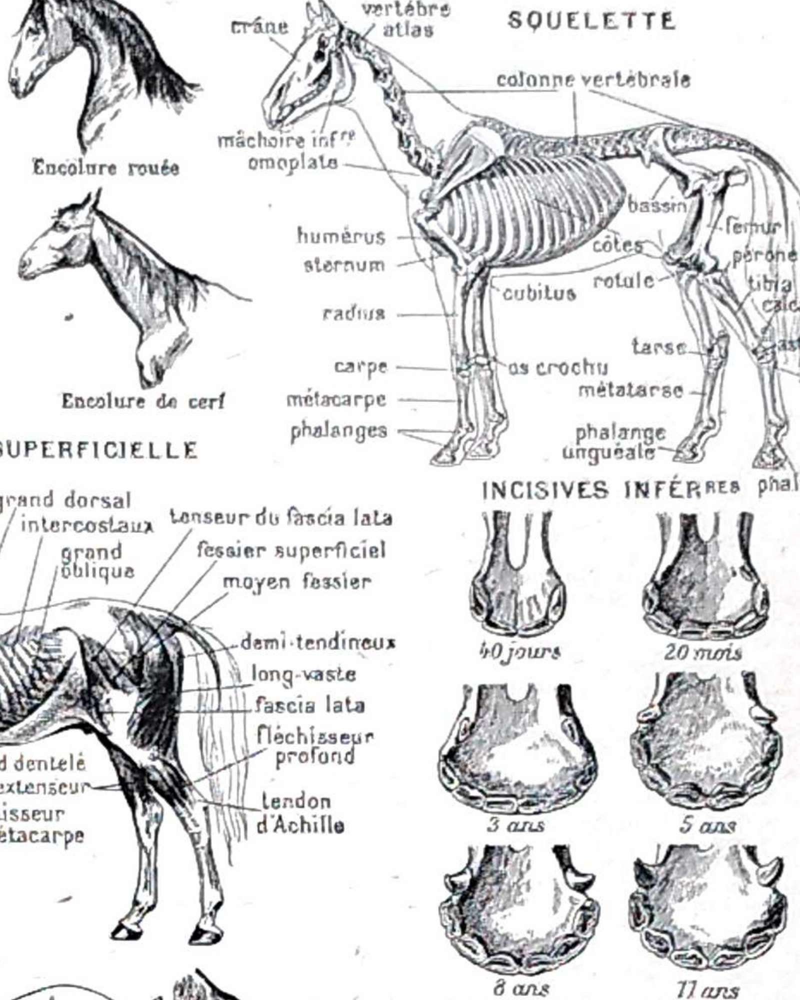 collection complète d’anatomie et races de chevaux, planche scientifique vintage de 1948