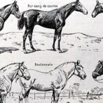 collection complète d’anatomie et races de chevaux, planche scientifique vintage de 1948