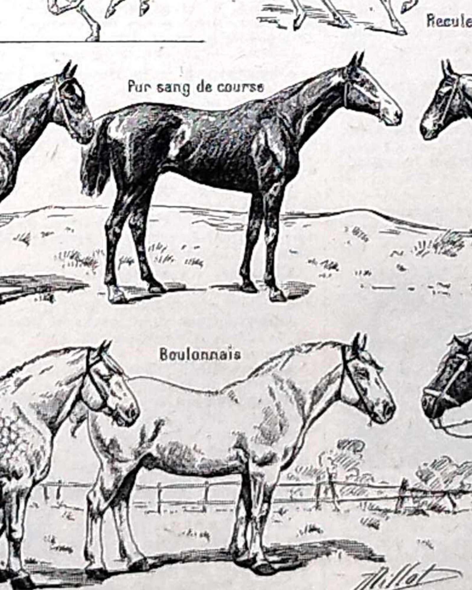collection complète d’anatomie et races de chevaux, planche scientifique vintage de 1948
