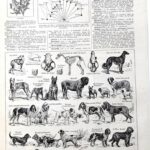 collection complète de races et anatomie de chiens, planche cynologique vintage de 1948