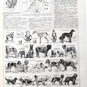 collection complète de races et anatomie de chiens, planche cynologique vintage de 1948