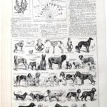 collection complète de races et anatomie de chiens, planche cynologique vintage de 1948