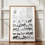 collection complète de races et anatomie de chiens, planche cynologique vintage de 1948