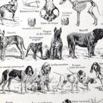 collection complète de races et anatomie de chiens, planche cynologique vintage de 1948