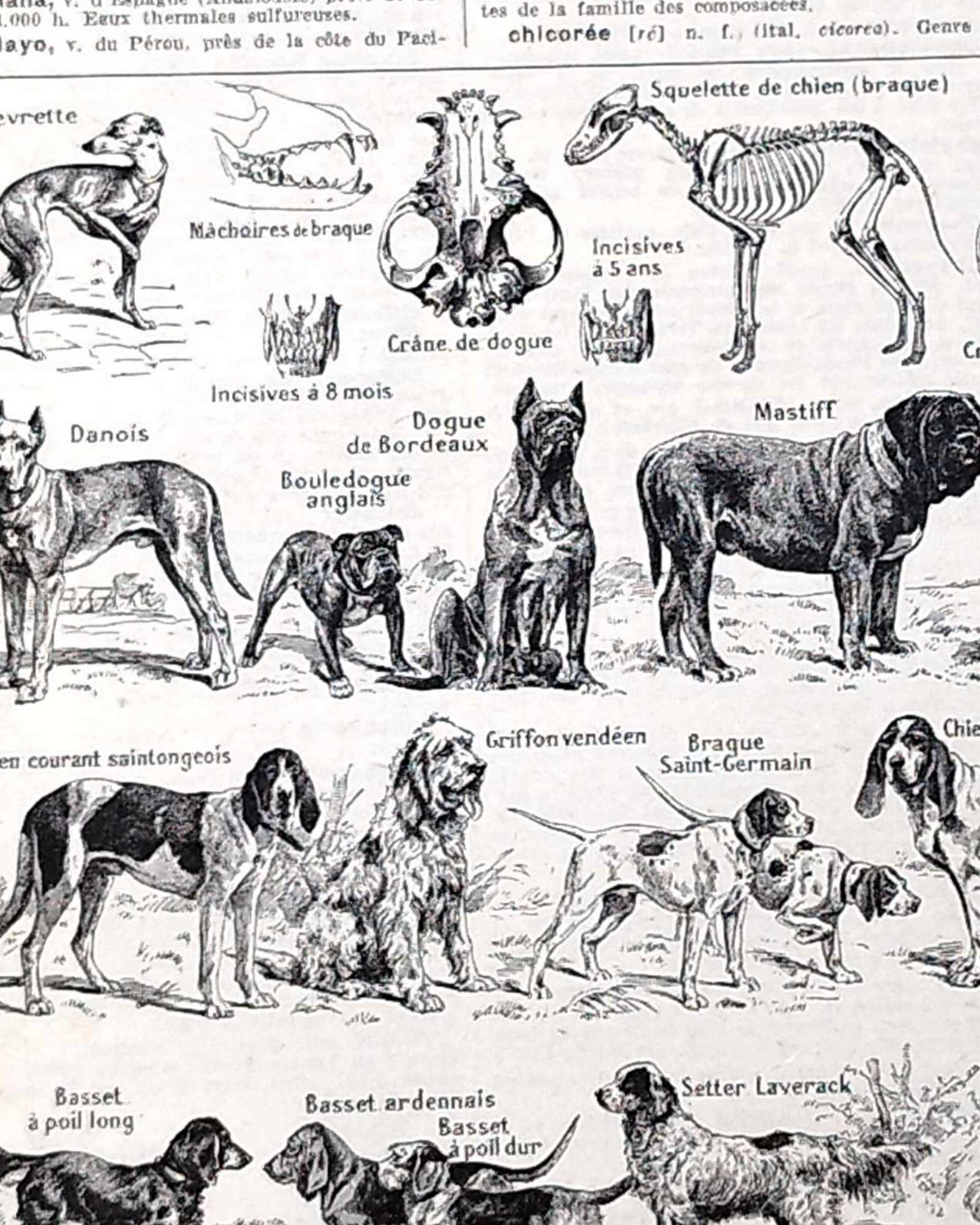 collection complète de races et anatomie de chiens, planche cynologique vintage de 1948