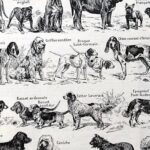 collection complète de races et anatomie de chiens, planche cynologique vintage de 1948
