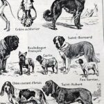 collection complète de races et anatomie de chiens, planche cynologique vintage de 1948