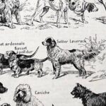 collection complète de races et anatomie de chiens, planche cynologique vintage de 1948