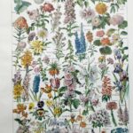 collection complète de fleurs du monde, planche botanique vintage de 1948