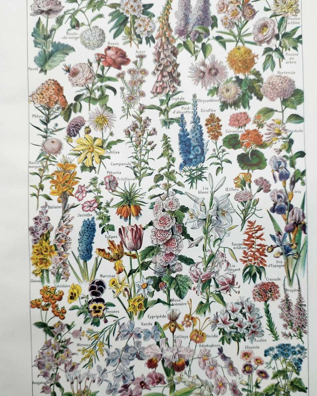 collection complète de fleurs du monde, planche botanique vintage de 1948
