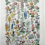 collection complète de fleurs du monde, planche botanique vintage de 1948
