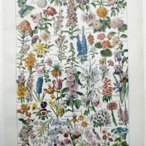 collection complète de fleurs du monde, planche botanique vintage de 1948
