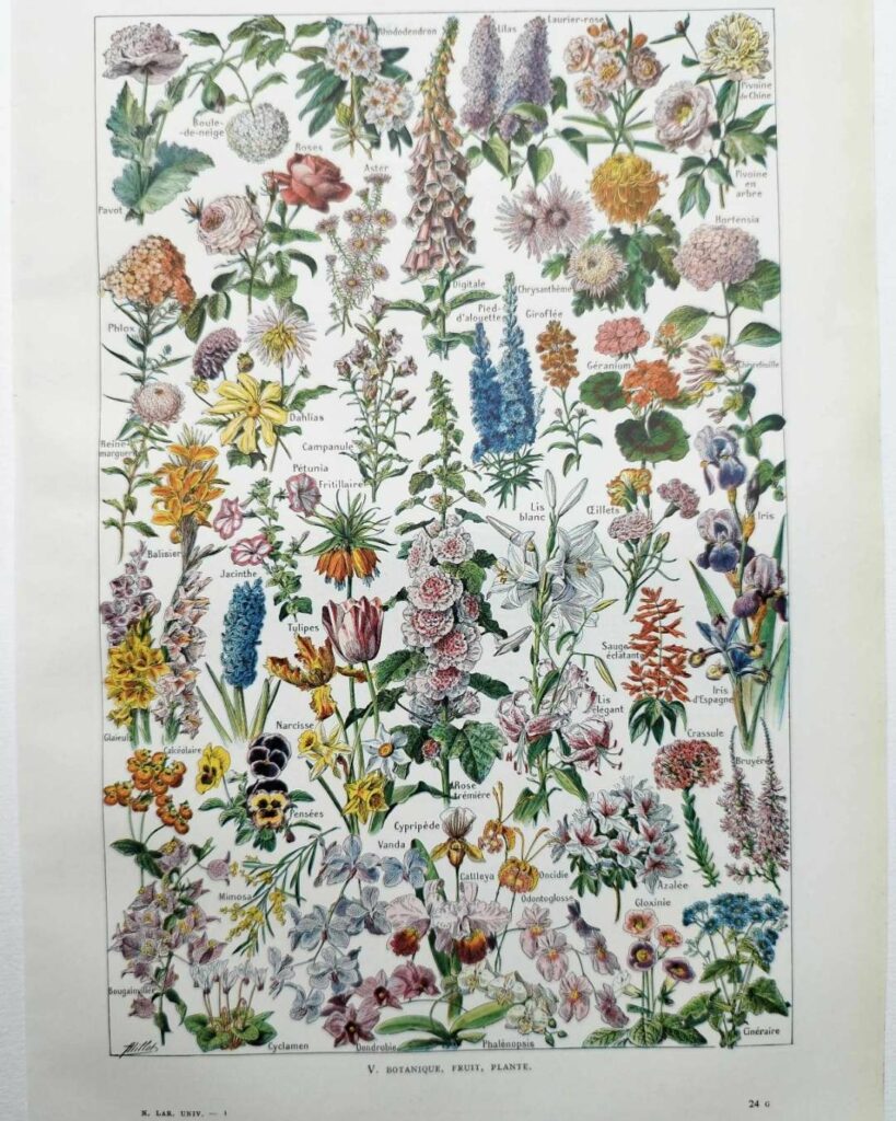 collection complète de fleurs du monde, planche botanique vintage de 1948