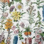 collection complète de fleurs du monde, planche botanique vintage de 1948