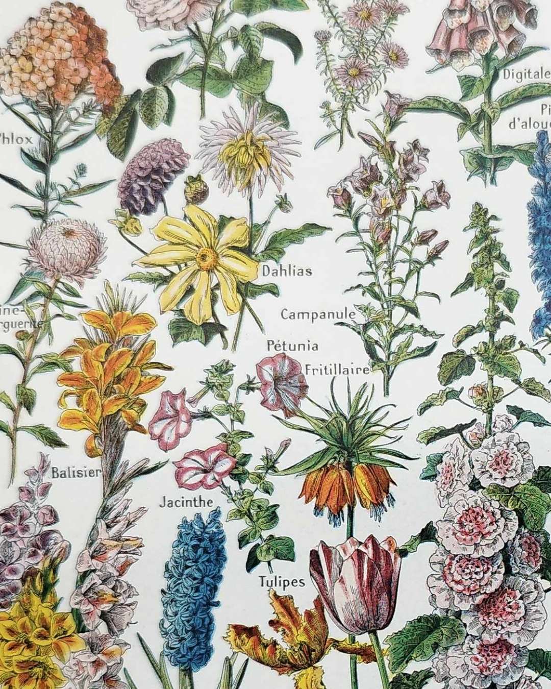 collection complète de fleurs du monde, planche botanique vintage de 1948