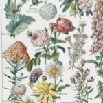 collection complète de fleurs du monde, planche botanique vintage de 1948