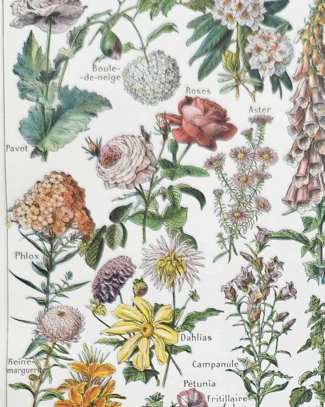 collection complète de fleurs du monde, planche botanique vintage de 1948