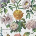 collection complète de fleurs du monde, planche botanique vintage de 1948