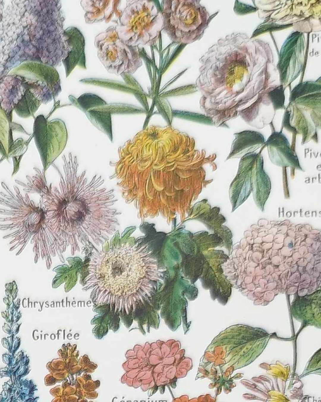 collection complète de fleurs du monde, planche botanique vintage de 1948