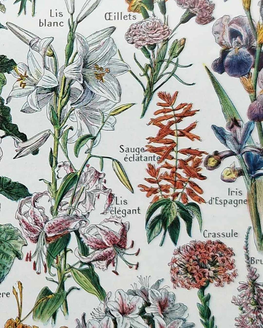 collection complète de fleurs du monde, planche botanique vintage de 1948