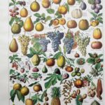 fruits du monde en planche botanique, illustration de 1948