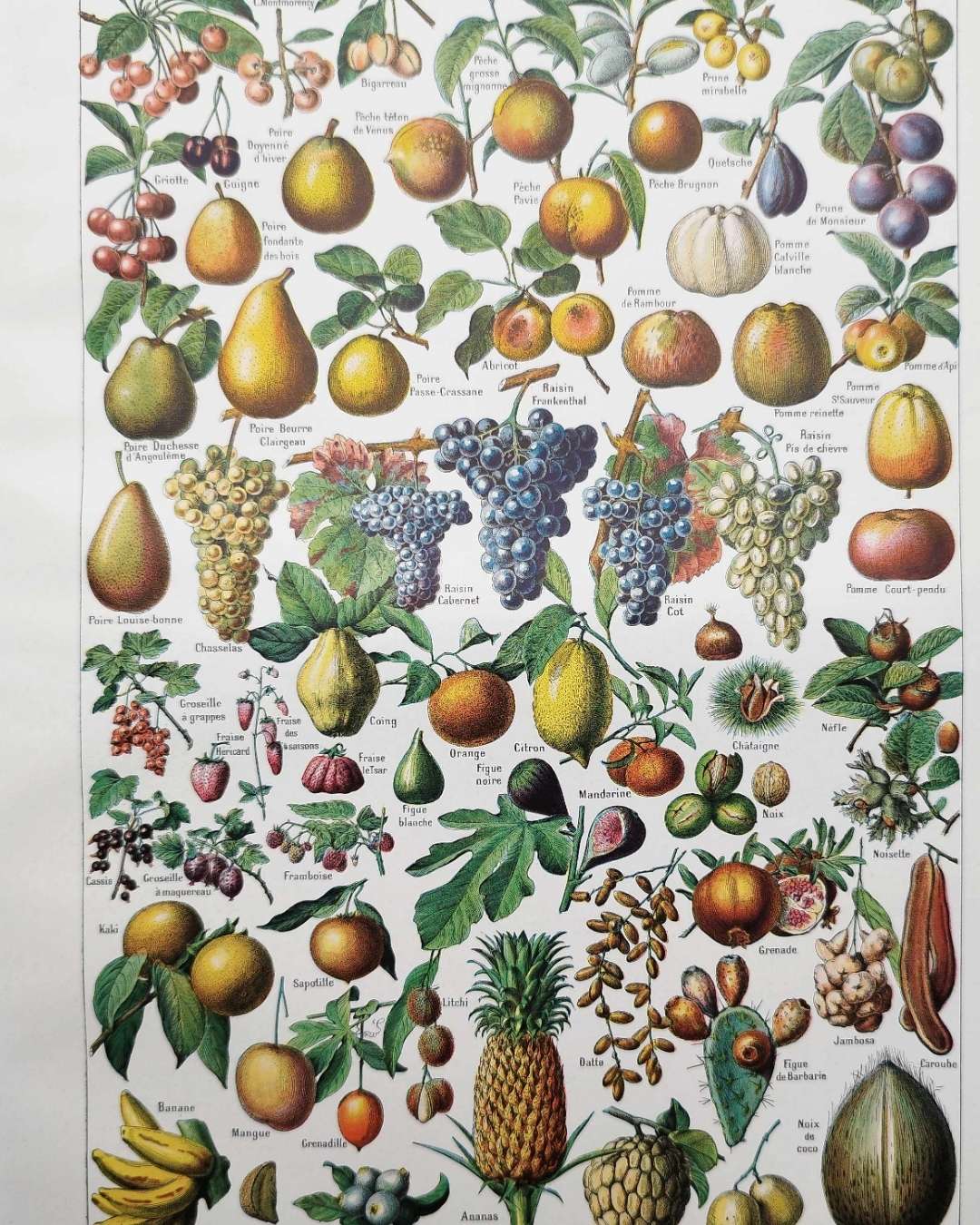 fruits du monde en planche botanique, illustration de 1948