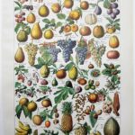 fruits du monde en planche botanique, illustration de 1948