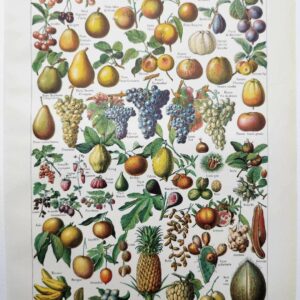 fruits du monde en planche botanique, illustration de 1948