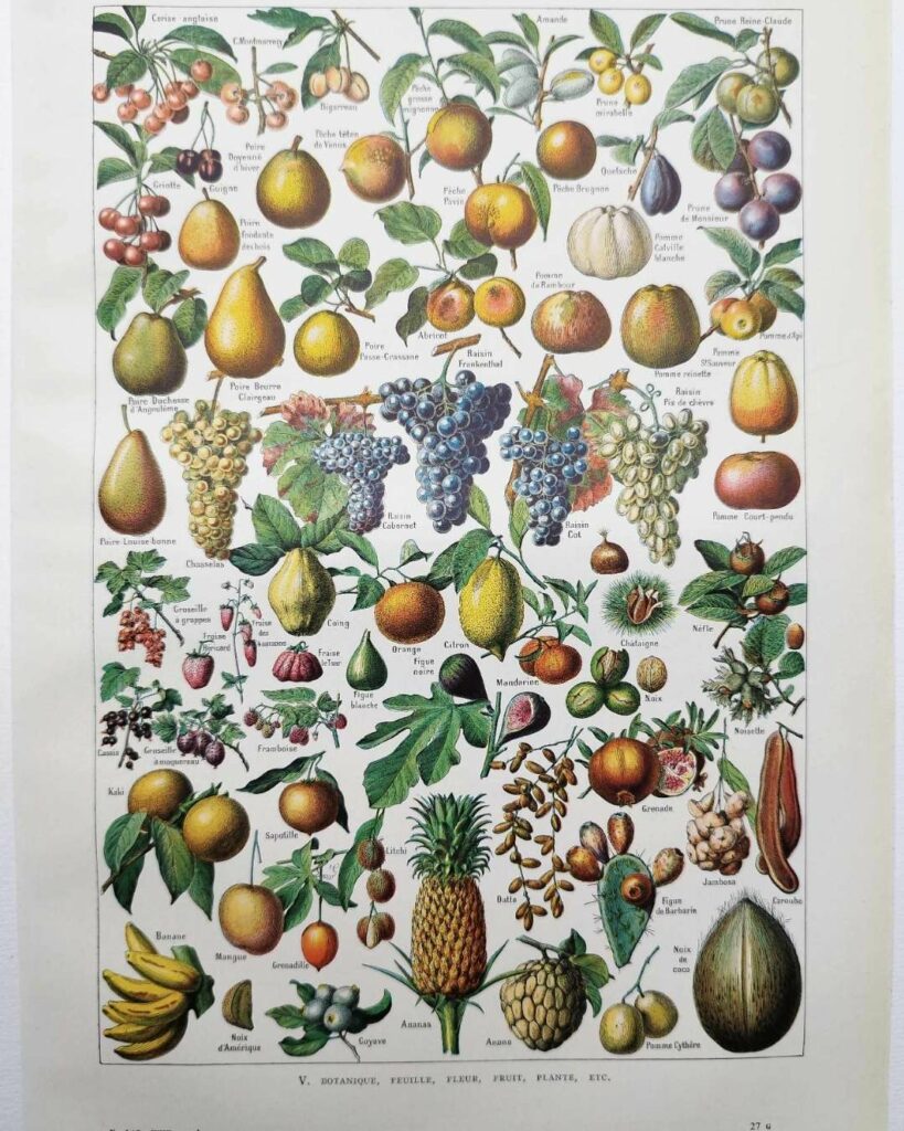 fruits du monde en planche botanique, illustration de 1948