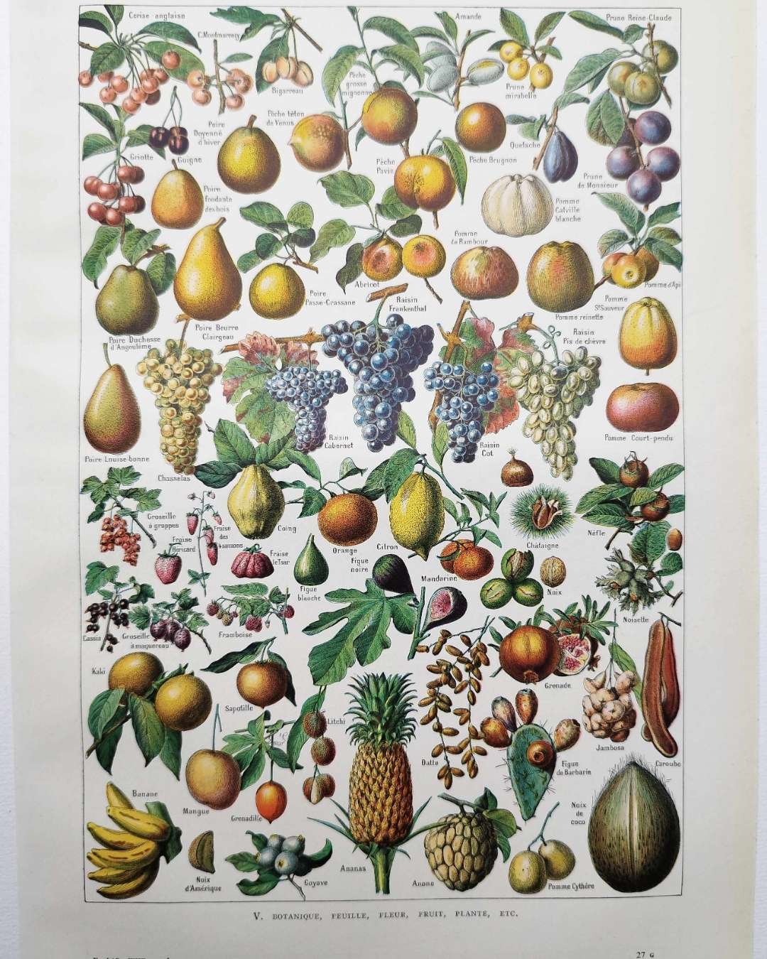fruits du monde en planche botanique, illustration de 1948