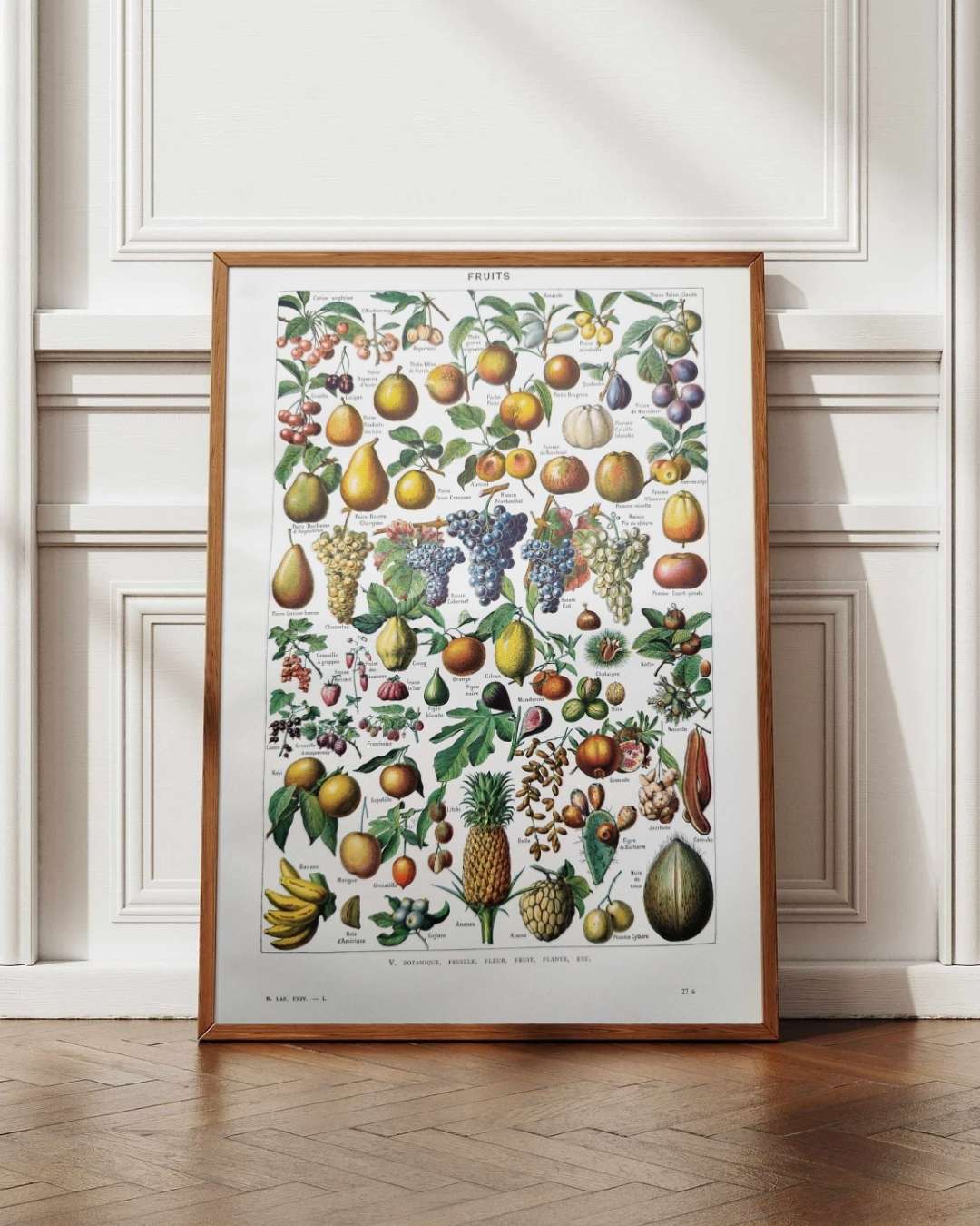 fruits du monde en planche botanique, illustration de 1948