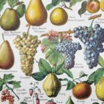 fruits du monde en planche botanique, illustration de 1948