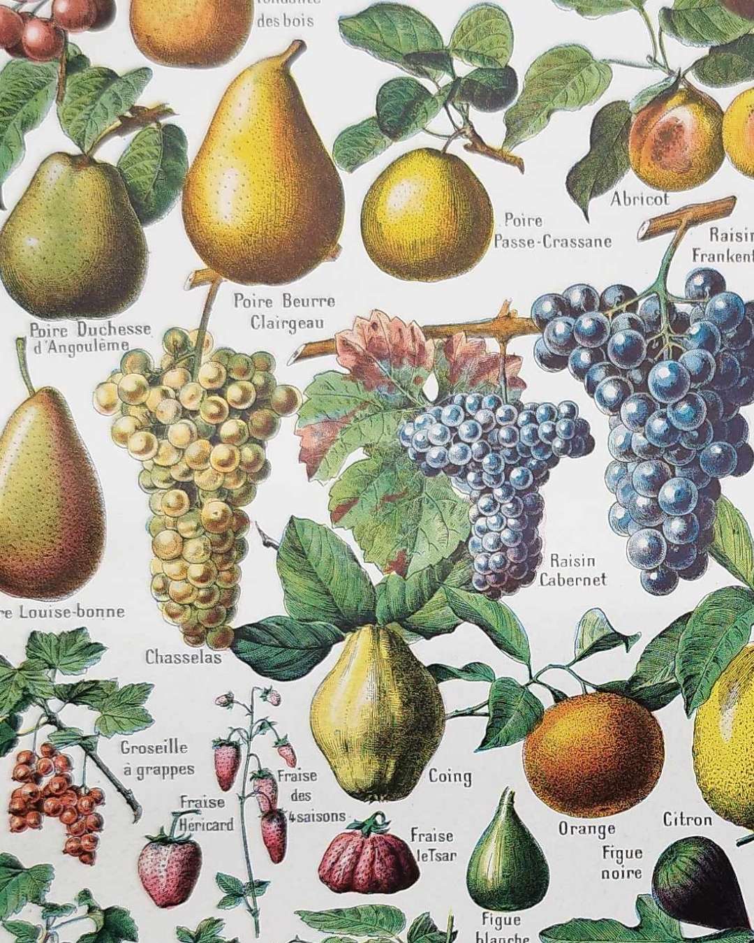 fruits du monde en planche botanique, illustration de 1948