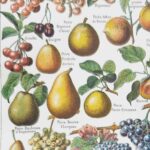 fruits du monde en planche botanique, illustration de 1948