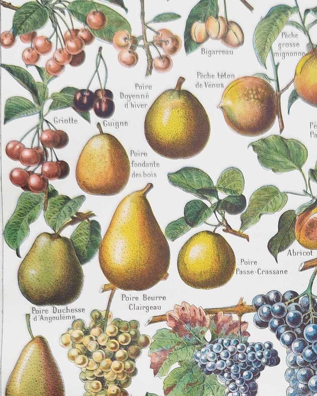 fruits du monde en planche botanique, illustration de 1948