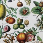 fruits du monde en planche botanique, illustration de 1948
