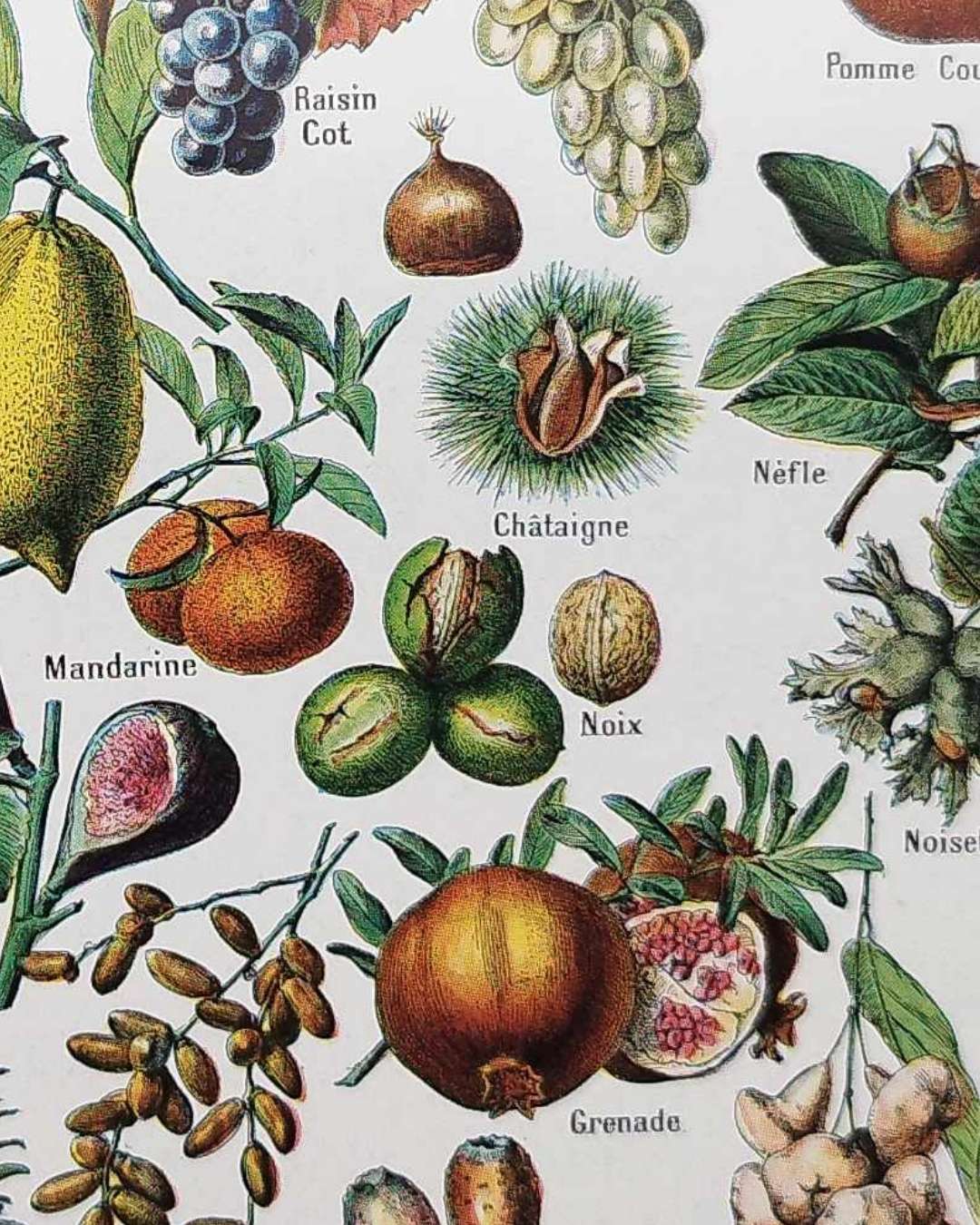 fruits du monde en planche botanique, illustration de 1948