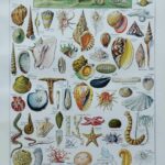 mollusques et coquillages, planche scientifique 1949