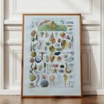 mollusques et coquillages, planche scientifique 1949