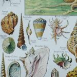 mollusques et coquillages, planche scientifique 1949