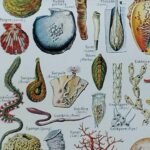 mollusques et coquillages, planche scientifique 1949