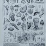 mollusques et coquillages, planche scientifique 1949