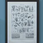 mollusques et coquillages, planche scientifique 1949