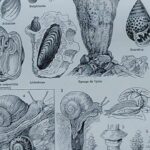 mollusques et coquillages, planche scientifique 1949