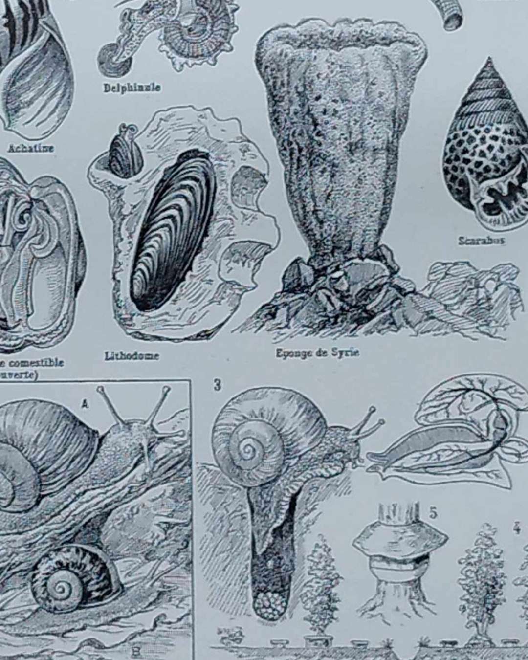 mollusques et coquillages, planche scientifique 1949