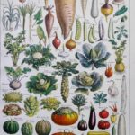 légumes et plantes potagères, planche originale de 1949