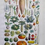 légumes et plantes potagères, planche originale de 1949